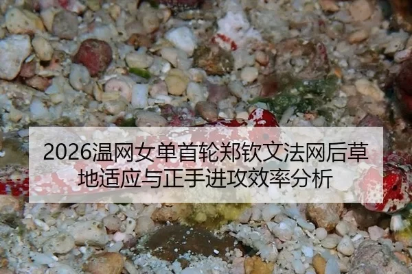2026温网女单首轮郑钦文法网后草地适应与正手进攻效率分析